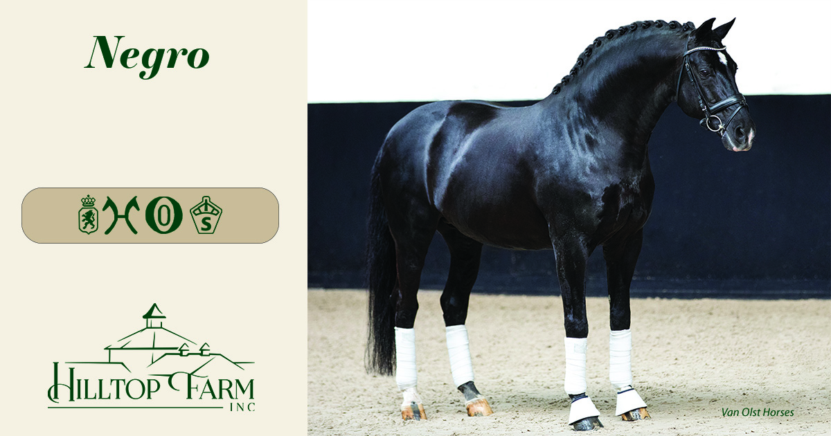 Negro (Ferro - Variant) - FEI Dutch Stallion, sire of