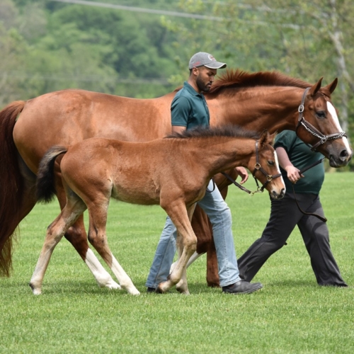 Mare Management - Hilltop Farm, Inc.