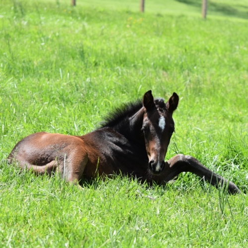 Young Horse Services - Hilltop Farm, Inc.