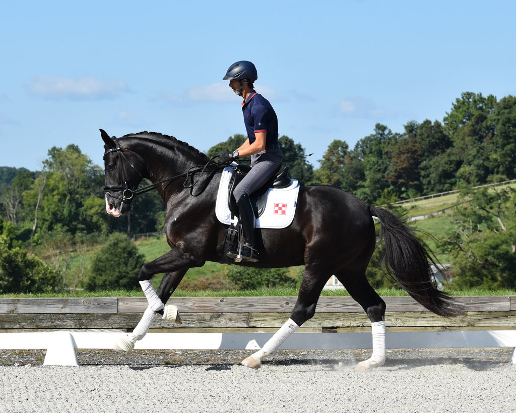 dressage horse cantering
