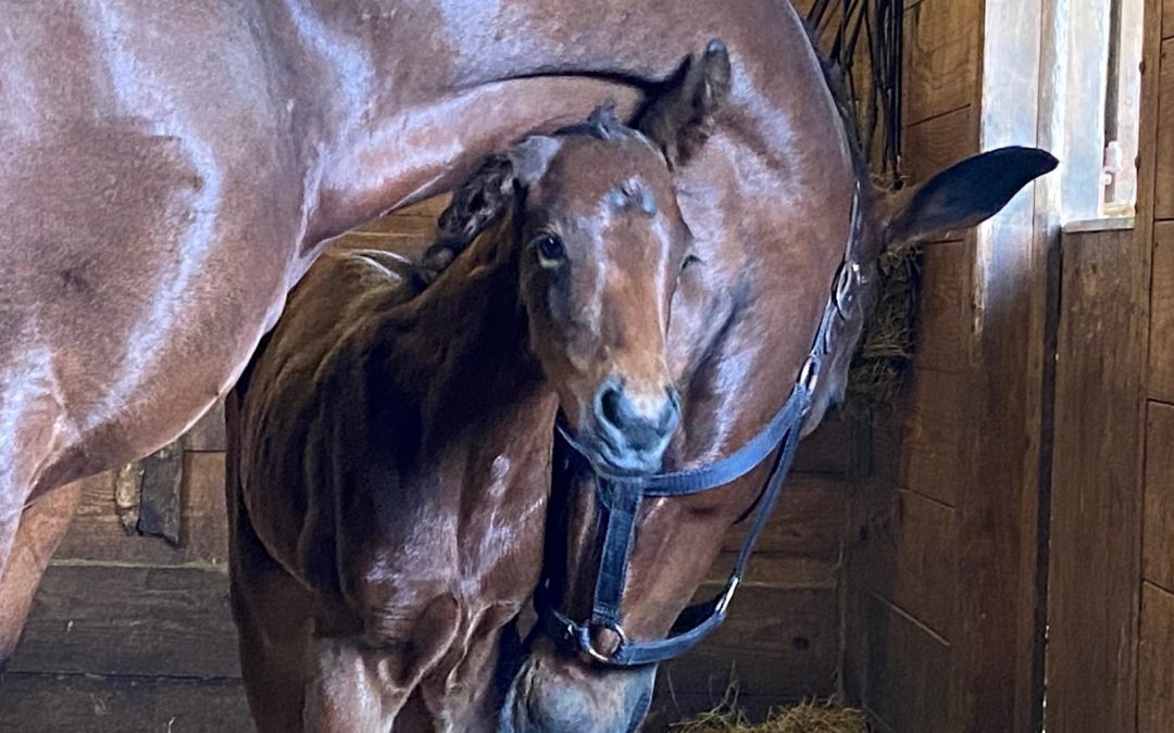 ’22 Filly (Louisville-Royal Prince)