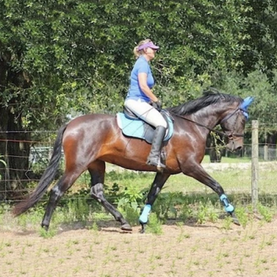 17h home bred 5 yearold gelding for sale, pm me for details