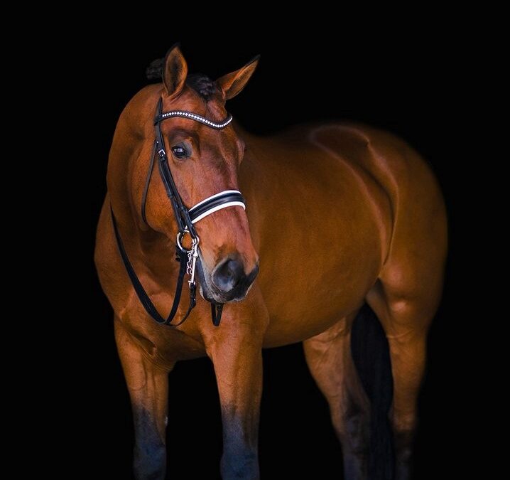 Pairadox Fella (Steeped In Luck x Final Cheer)