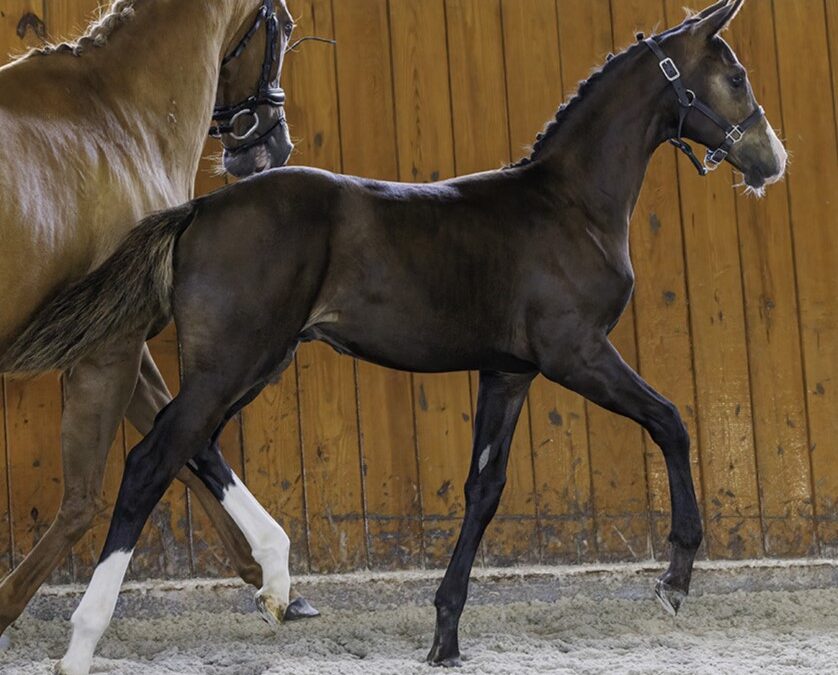 Donato HTF (Denmark-For Romance)